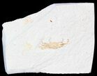 Fossil Pea Crab (Pinnixa) From California - Miocene #42934-1